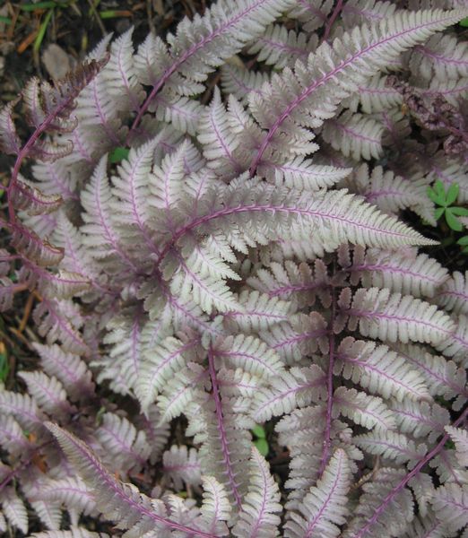 Athyrium niponicum 'Pewter Lace'